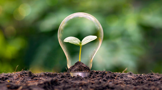 light bulb in dirt with spout growing inside the bulb