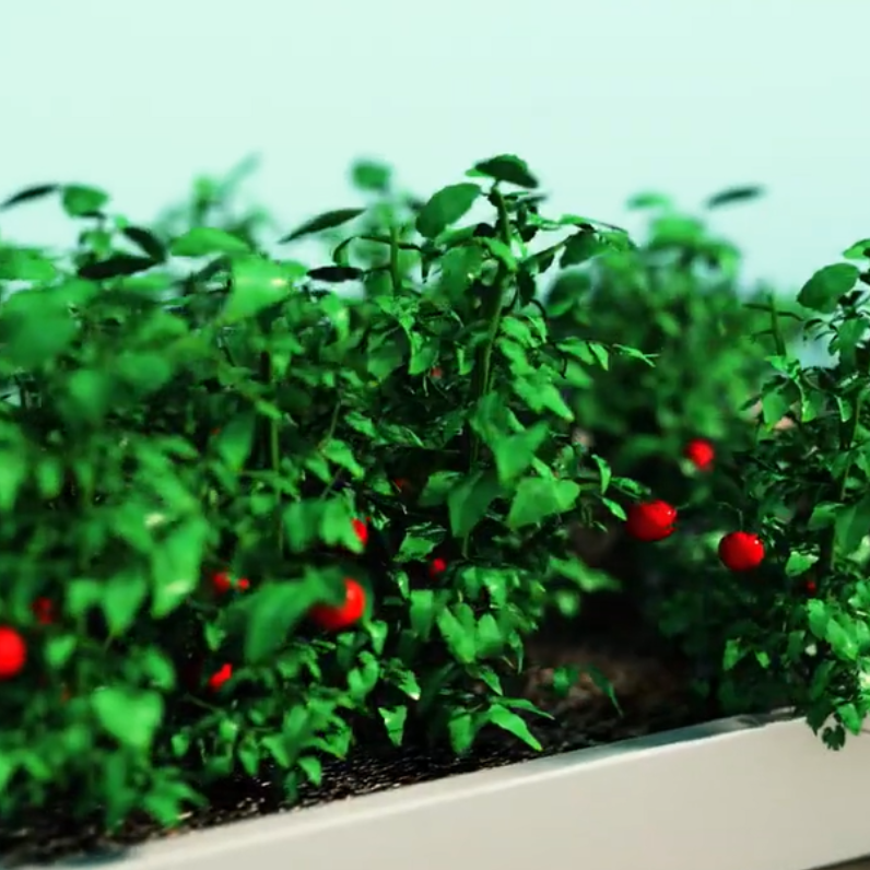 cherry tomatoes growing 